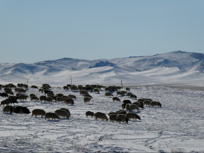 Excursion en Mongolie : jour 1